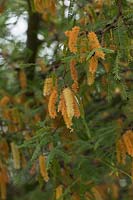Prosopis velutina - velvet mesquite