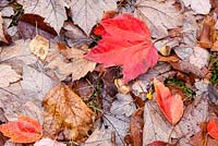 Leaves of Acer rubrum 'Red Sunset' (syn. 'Franksred')