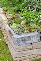 Wall planted with Sempervivum. Get Well Soon Garden, Chelsea Flower Show 2013