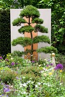 Big bonsai pine in front of screen, Walker's Pine Cottage Garden. Chelsea Flower Show 2013