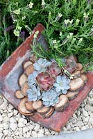 Sempervivum planting in roof tile at Urban Bee Hotel. Chelsea Flower Show 2013
