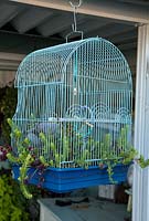 Sedum growing in old metal birdcage 