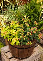 Half barrel wooden container with Cupressus, Spiraea japonica 'Magic Carpet', Leucothoe fontanesiana 'Rainbow', Mahonia 'Soft Caress' 