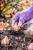 Woman planting Tulipa 'Rococo' bulbs in fresh hole made using Hand held bulb planter