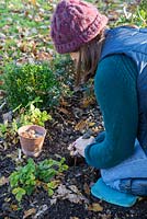 Woman planting Narcissus 'Hawera' bulbs in autumnal border