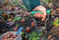 Woman using Hand held bulb planter to create a hole for Tulipa 'Spring Green' bulbs