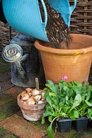 Adding mixture of soil and gravel. Planting Tulipa 'Black Parrot' and English Daisy Bellis perennis 'Pomponette' in large Terracotta pot