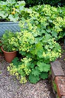Alchemilla mollis spilling over from raised brick bed to gravel path 
