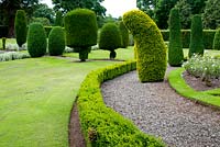 Profusion of Taxus topiary immaculately pruned into cones lollipops and some tilted at crazy angles -  part of the immense formal garden 