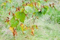 Fallopia japonica - Japanese Knotweed, an invasive plant which has been poisoned with herbicide