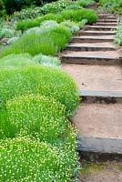 Sandstone terraces and steps with Santolina and Lavandula 