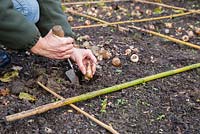 Planting Narcissus 'Thalia' bulbs in a border implementing square foot gardening.