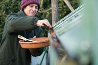 Woman removing leaves from greenhouse guttering