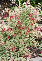 Fuchsia magellanica 'Versicolor' 