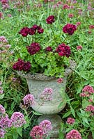 Pelargonium in a stone urn surrounded by Centranthus ruber - Valerian, July, Suffolk