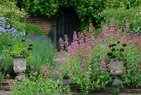 Centranthus ruber - Valerian, Pelargoniums in stone urns. Wooden door in walled garden with Vitis - vine, Rosa 'The Fairy' as standards, perennial Campanula, flag stone path edged with Lavandula - lavender in July. Suffolk