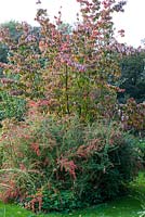 Cornus kousa var. Chiniensis with Berberis wilsoniae - autumn