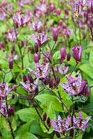 Tricyrtis formosa - toad lily