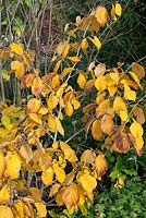 Hamamelis x intermedia 'Jelena'; autumn foliage; witchhazel