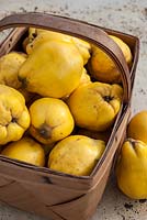 Cydonia oblonga - Quinces in a basket
