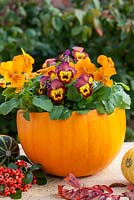 Autumn container made from a pumpkin planted with violas