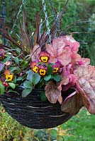 Autumn hanging basket with Pennisetum 'Rubrum', Heuchera 'Redstone Falls', violas, pernettya
