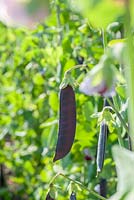 Pisum sativum 'Blauwschokker' - Purple podded peas 