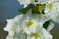 Dendrobium nobile 'Spring Dream'