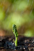 Rain watering Pea Meteor seedling 