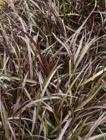 Pennisetum 'Graceful Grasses Vertigo' 