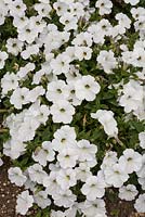 Petunia 'Sanguna White' 