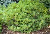 Pinus strobus 'Minuta' 