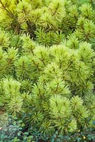 Pinus strobus 'Pygmaea' 