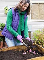 Planting variety of bulbs in moveable container. Hyacinthus orientalis 'Fondant', Tulipa triumph 'Negrita', Tulipa 'China Town', Tulipa 'Uncle Tom', Tulipa 'Angelique', Myosotis - Forget me Not, Chionodoxa 'Pink Giant' Glory of the Snow
