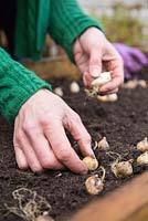 Planting variety of bulbs in moveable container. Hyacinthus orientalis 'Fondant', Tulipa triumph 'Negrita', Tulipa 'China Town', Tulipa 'Uncle Tom', Tulipa 'Angelique', Myosotis - Forget me Not, Chionodoxa 'Pink Giant' Glory of the Snow