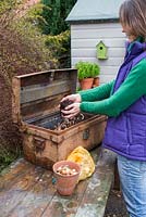 Covering spring bulbs with compost