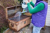 Watering bulbs in a vintage metal container
