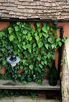 Small town garden with Ivy clad wall, wooden bench and glass bottle