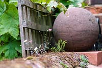 Erigeron karvinskianus - Mexican Daisy, growing on a brick wall, with Sempervivum - Houseleeks and ferns. Wooden trellis with vine and a terracotta ball in a small town garden