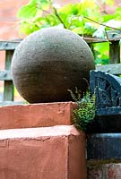 Asplenium trichomanes - Maidenhair fern growing in a wall with a terracotta ball in a small town garden