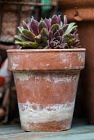 Sempervivum - Houseleek in a terracotta pot in a small town garden