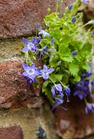 Campanula growing in brick wall in a small town garden
