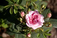 Rosa 'Konigin von Danemark' 
