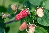 Rubus loganobaccus - Loganberry