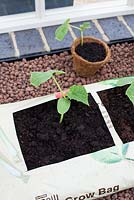 Grow bag with cucumber seedling