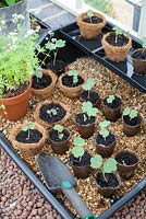 Nastutium seedlings in greenhouse