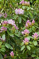 Rhododendron 'President Lincoln'  