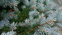 Picea pungens 'Montgomery' 