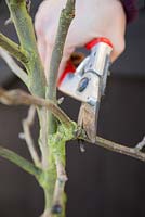 Cutting off damaged or crossing branches on fruit tree. Apple 'Egremont Russet'