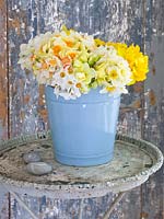 Narcissus in a blue bucket on table